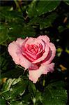 A Pink Rose from the garden on a bright summer day after a drizzle