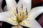 Close up shot of a flower with petals and stamen