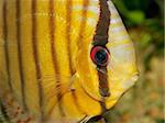 Close-up, underwater view of a colorful discus fish