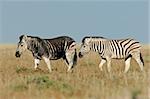 Two Plains (Burchell's) Zebra (Equus quagga), one with a rare melanistic coloration, Etosha National Park, Namibia