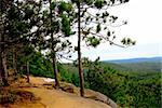 Forest trail on pine cliffs in Algonquin provincial park in Canada