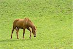 brown horse with green natural background full of yellow flowers