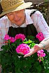 Senior woman with a pot of geranuim flowers in her garden, focus on hand and flowers