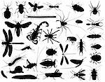 Collection of vector outlines of insects and other invertebrates