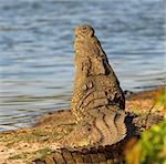 Crocodile with it's mouth wide open