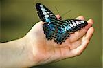 Small childs hand holding butterfly with wings spread