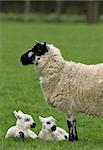 Sheep standing in a field in spring with new born twin lambs lying down next to her.