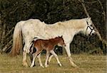 White horse with her newly born brown foal trotting along side her in a field in spring.