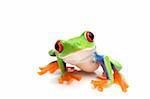 frog macro - a red-eyed tree frog (Agalychnis callidryas) isolated on white