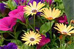 African Daisies with pink and purple petunias in the background