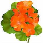 Pelargonium flower (Geranium) - Highly detailed and coloured vector illustration
