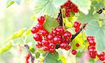 The red currant bunch on green leaves background under july sunlight