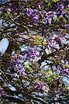 Close-up of Jacaranda tree blooming with purple flowers in Maui, Hawaii.