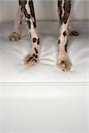 Chinese Crested dog legs and paw portrait.