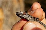 a strophurus intermedius gecko being held in the hand