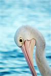 soft and dreamy focus on a pelican with head down