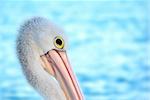 soft and dreamy focus on a pelican with head down