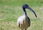 an australian white ibis looks into the camera