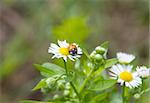 Ladybug on camomile flower after summer rain