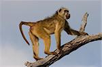 Chacma baboon (Papio hamadryas ursinus) in a tree, Chobe National Park, Botswana