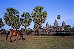 Angkor Wat with a horse in front.