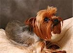 Portrait of yorkshire. Sitting in front of dark background