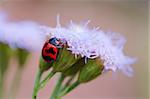 A ladybird climbing up a purple floret