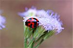 Ein Marienkäfer Klettern auf eine purpurrote Blume