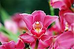 Close up shot of pink orchid flowers