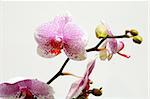 The pink spot orchid over white background