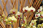 The yellow orchid flowers over bamboo sticks