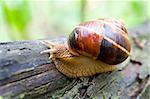 Snail in a Summer Garden. Close-Up