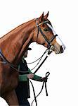 A racehorse & handler with clipping path