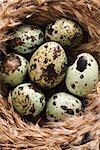 Speckled eggs in nest.