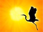 Bird silhouette flight against an orange sunset