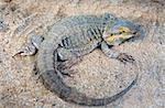 Bearded Dragon lizard over desert sand