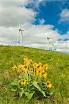 a cluster of wildflowers with a row of clean energy wind generators in the background