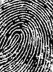 Black and White Vector Fingerprint Crop - Very accurately scanned and traced ( Vector is transparent so it can be overlaid on other images, vectors etc.)