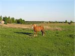 horse in the field