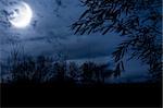 autumn night forest alight with bright moon in clouds