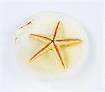 Starfish in a shell.