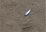 Dead fish on the sandy sea beach