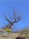 An old lonely tree on a rock under blue sky