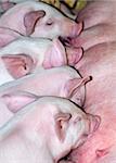 A row of small piglets suckling