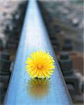 flower on rails