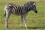 Zebra fawn on the grass plains of Africa