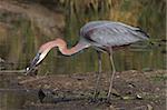 Goliath Heron scanning the water for fish