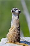 small african mammal suricate standing on guard