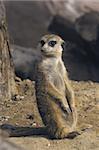 Meerkat