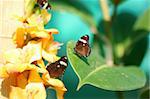 Two butterflies sitting on a leaf and flovers